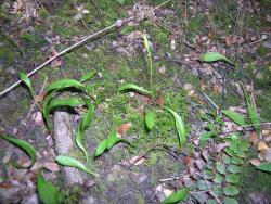Ophioglossum coriaceum. Mature plants growing on forest floor.
 Image: L.R. Perrie © Leon Perrie 2005 CC BY-NC 3.0 NZ